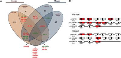 MicroRNAs: Fine Tuners of Monocyte Heterogeneity